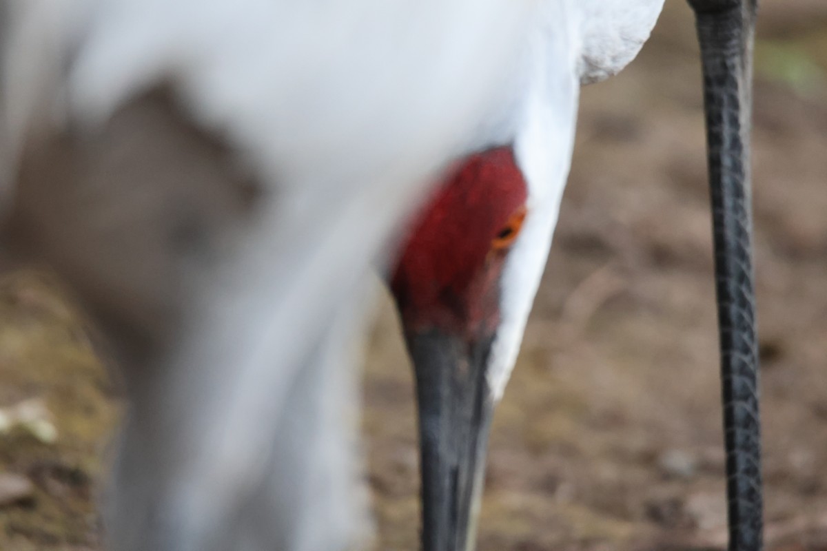 Sandhill Crane - ML644809331