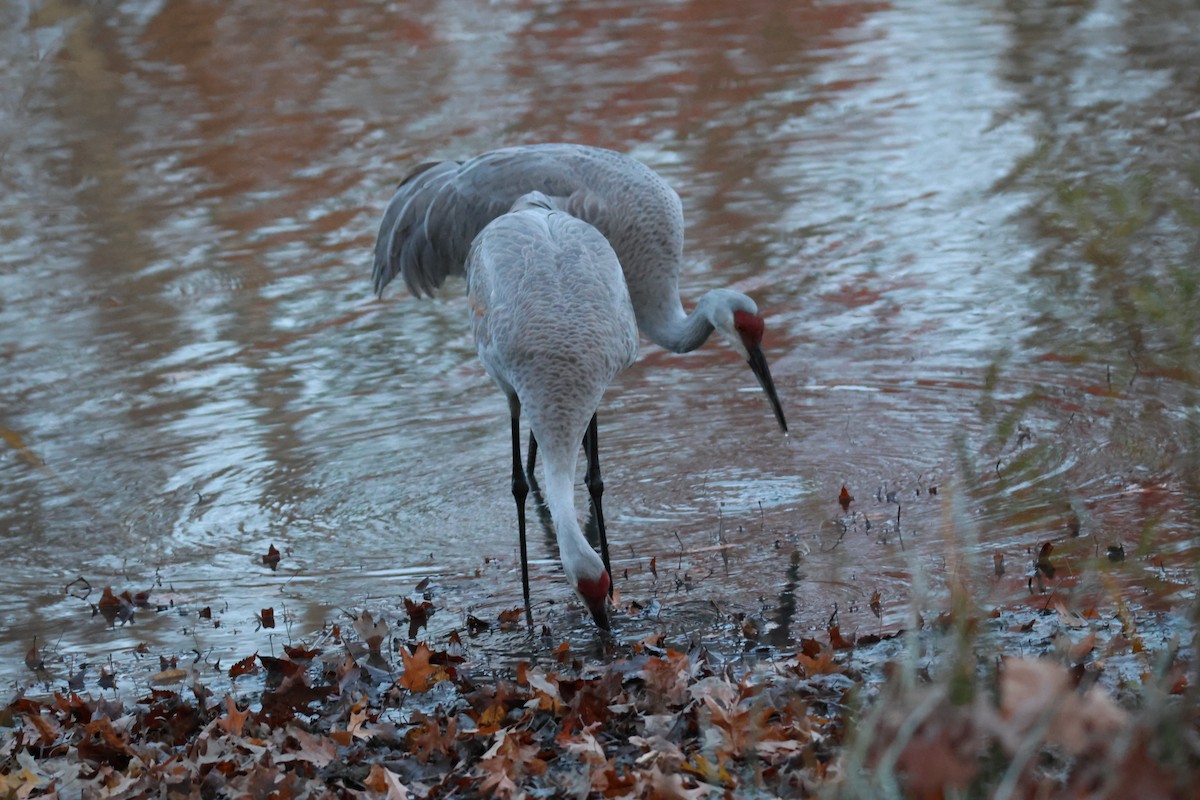 Sandhill Crane - ML644809332