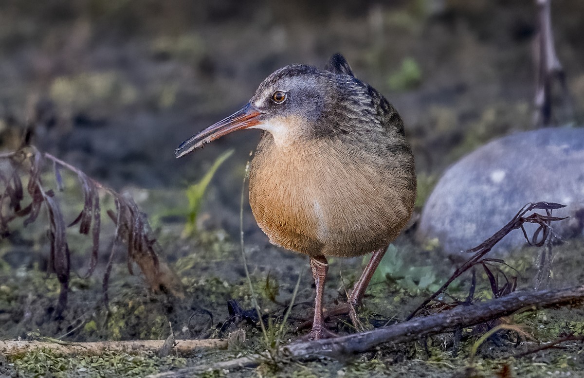 Virginia Rail - ML644809334