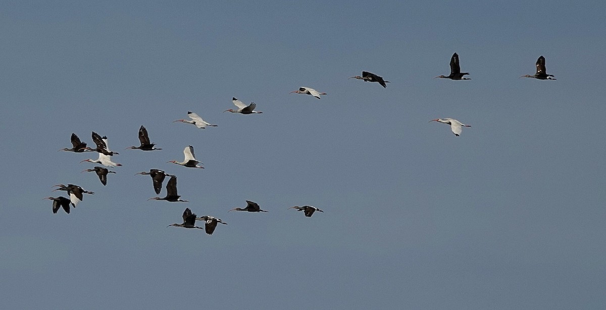 ibis bílý - ML644809336