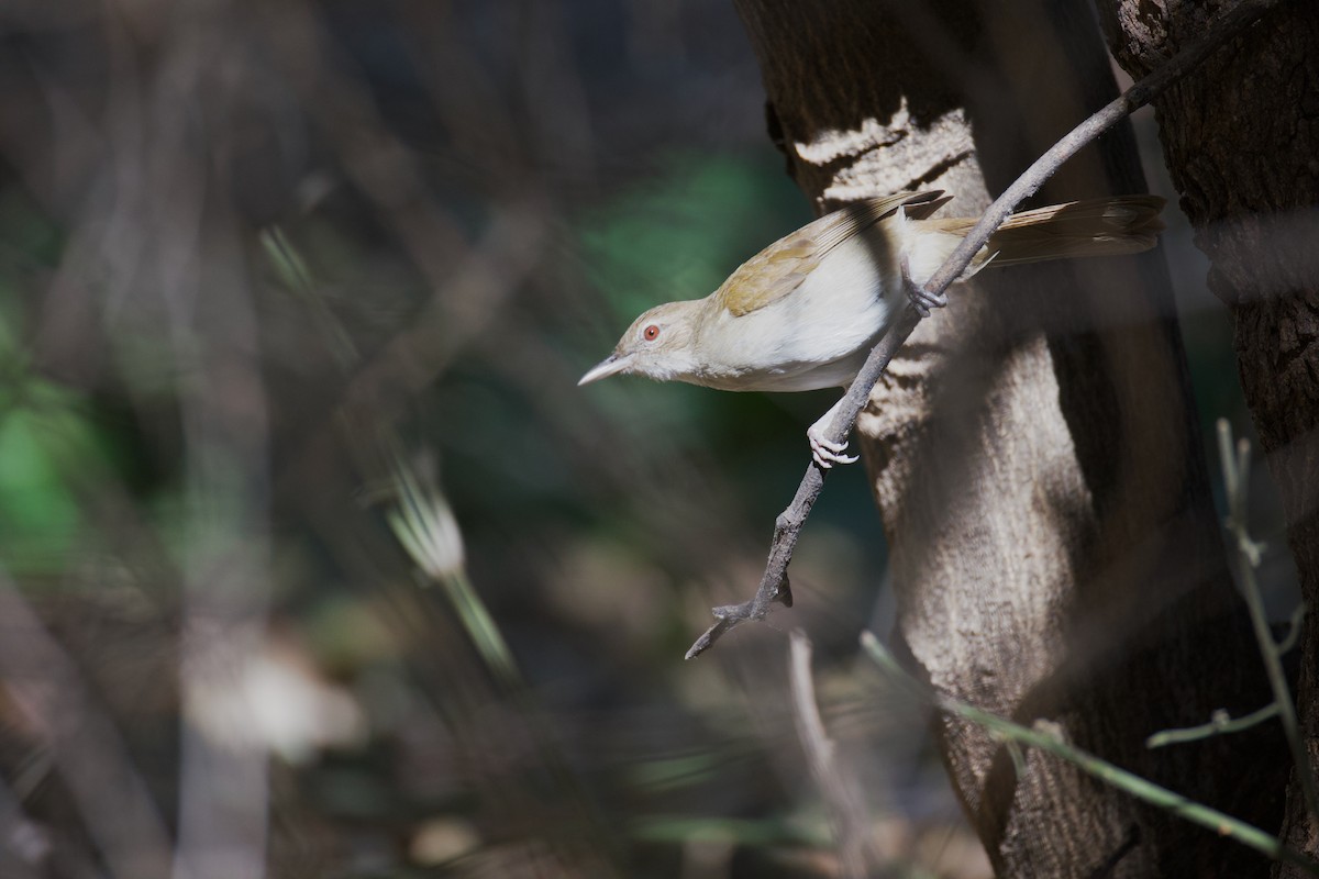 Terrestrial Brownbul - ML644809341