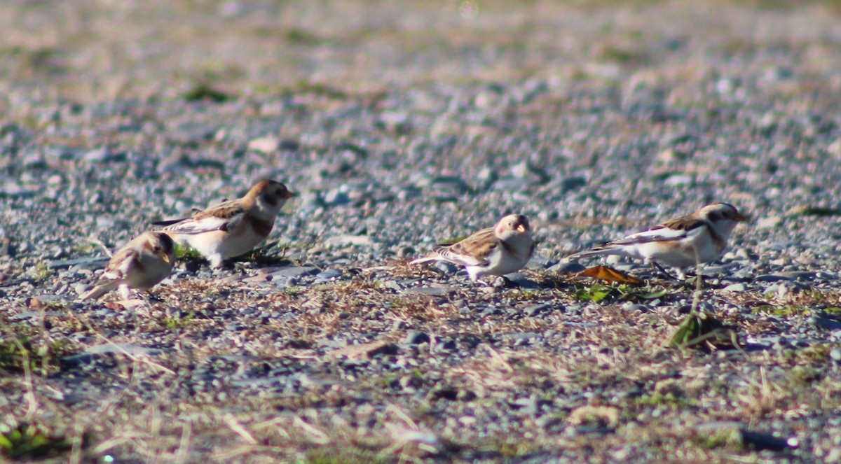 Snow Bunting - ML644809356