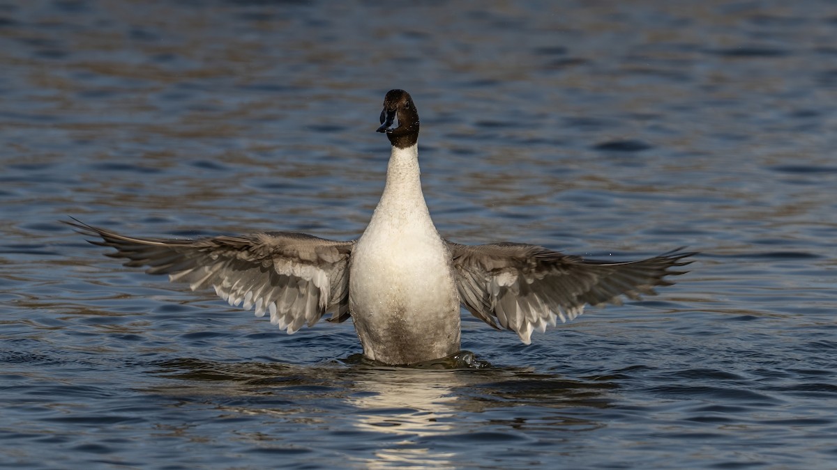 Northern Pintail - ML644809358