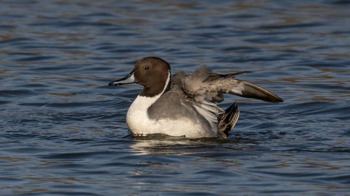 Northern Pintail - ML644809359