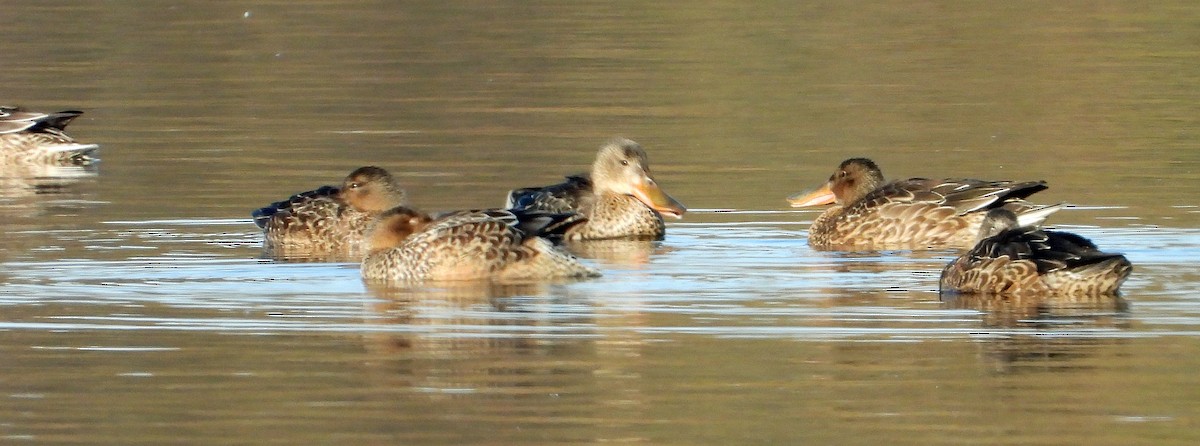 Northern Shoveler - ML644809362