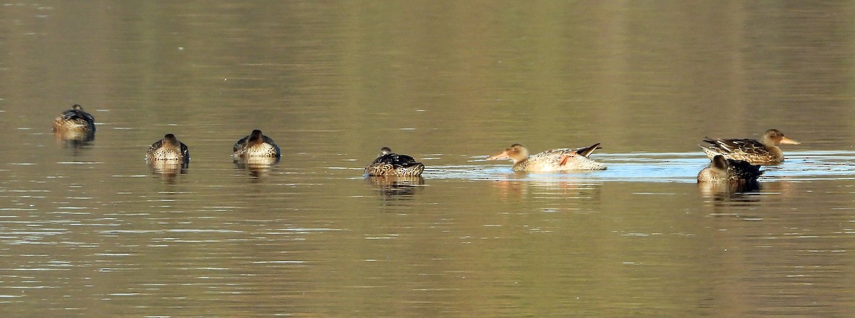 Northern Shoveler - ML644809363