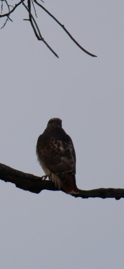 Red-tailed Hawk - ML644809364