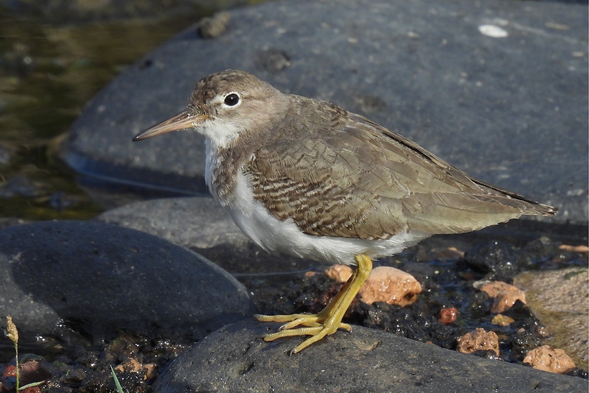 Spotted Sandpiper - ML644809365