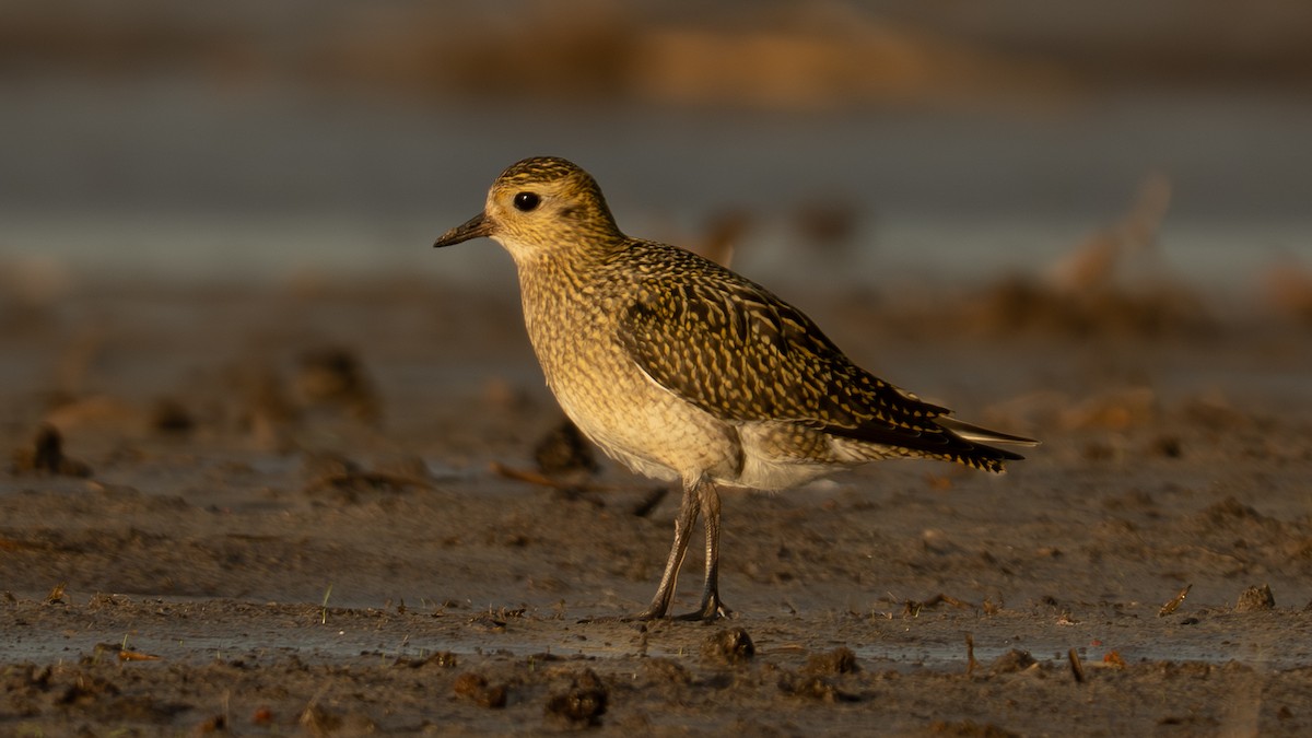 European Golden-Plover - ML644809380