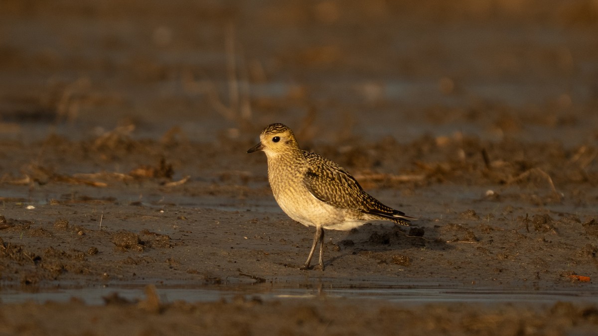 European Golden-Plover - ML644809381