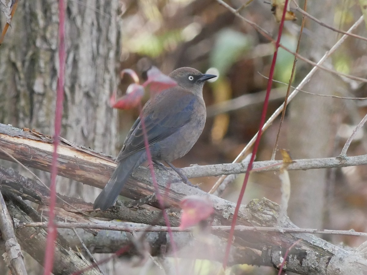 Rusty Blackbird - ML644809384