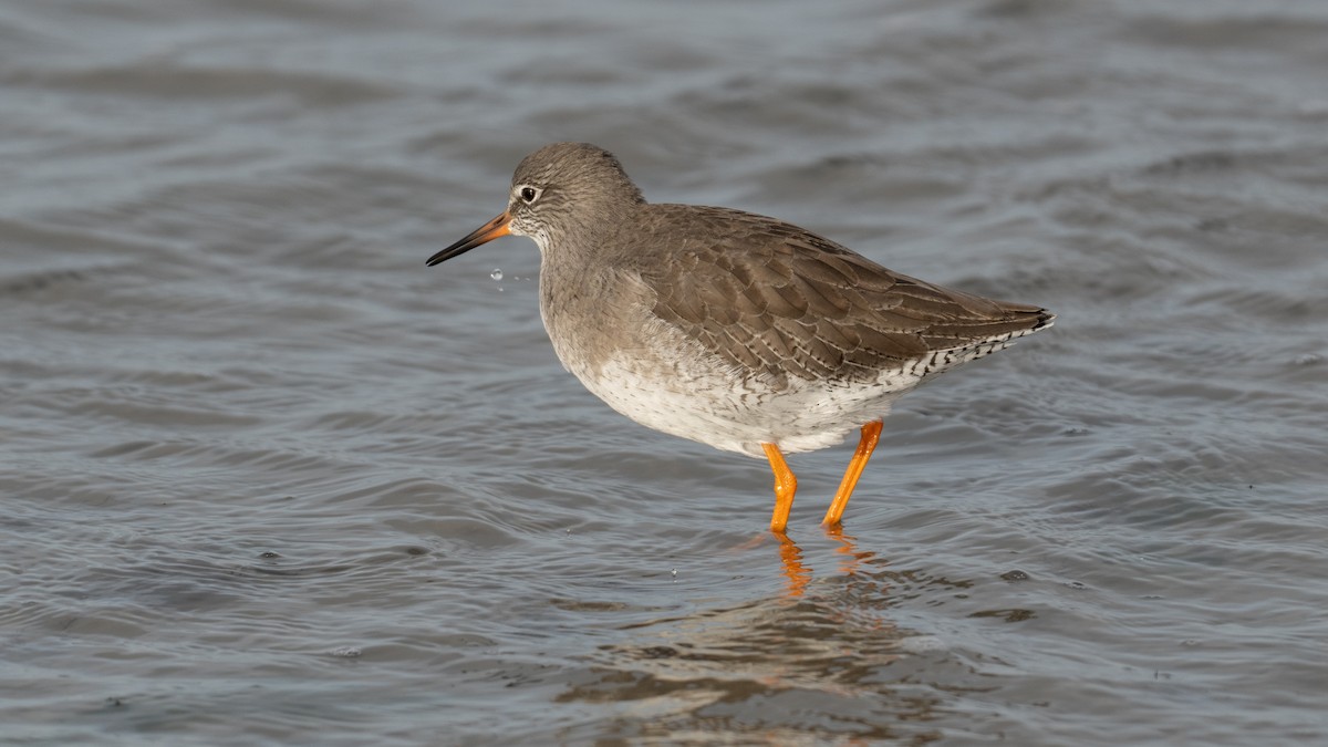 Common Redshank - ML644809387