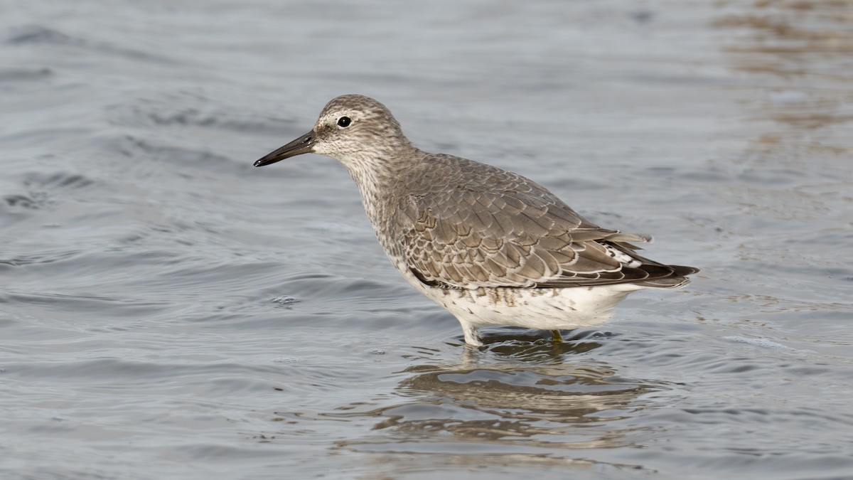 Исландский песочник - ML644809389