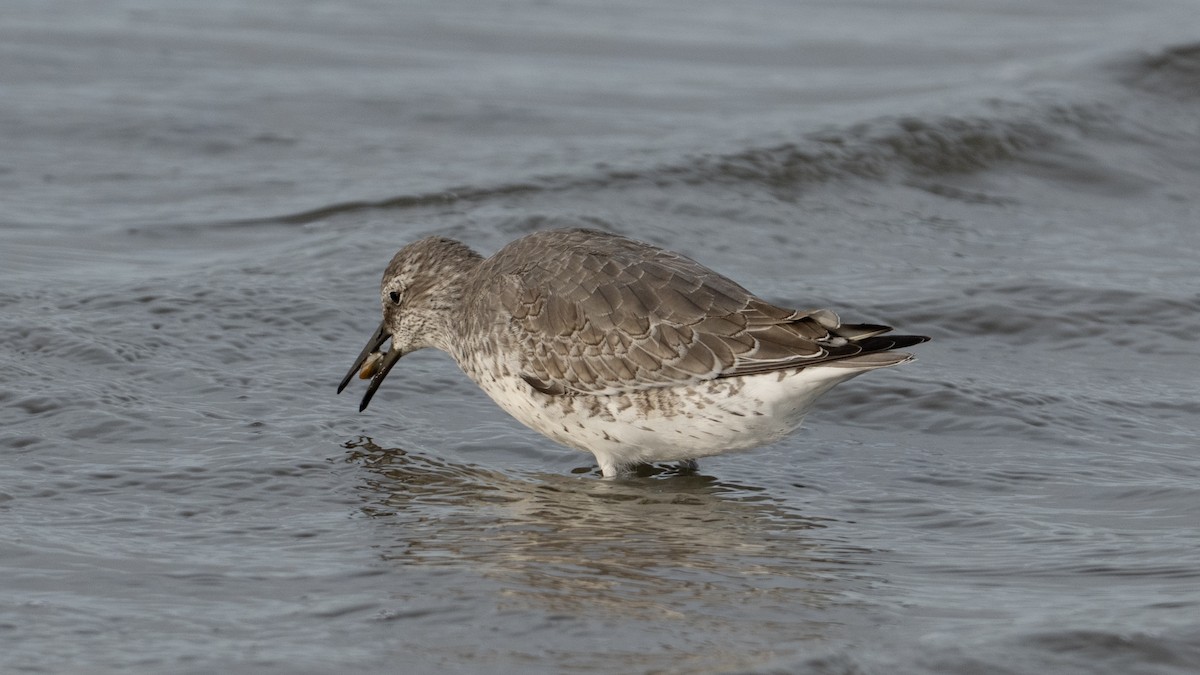 Исландский песочник - ML644809393