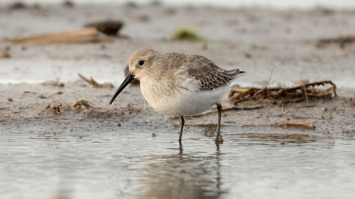 Dunlin - ML644809396