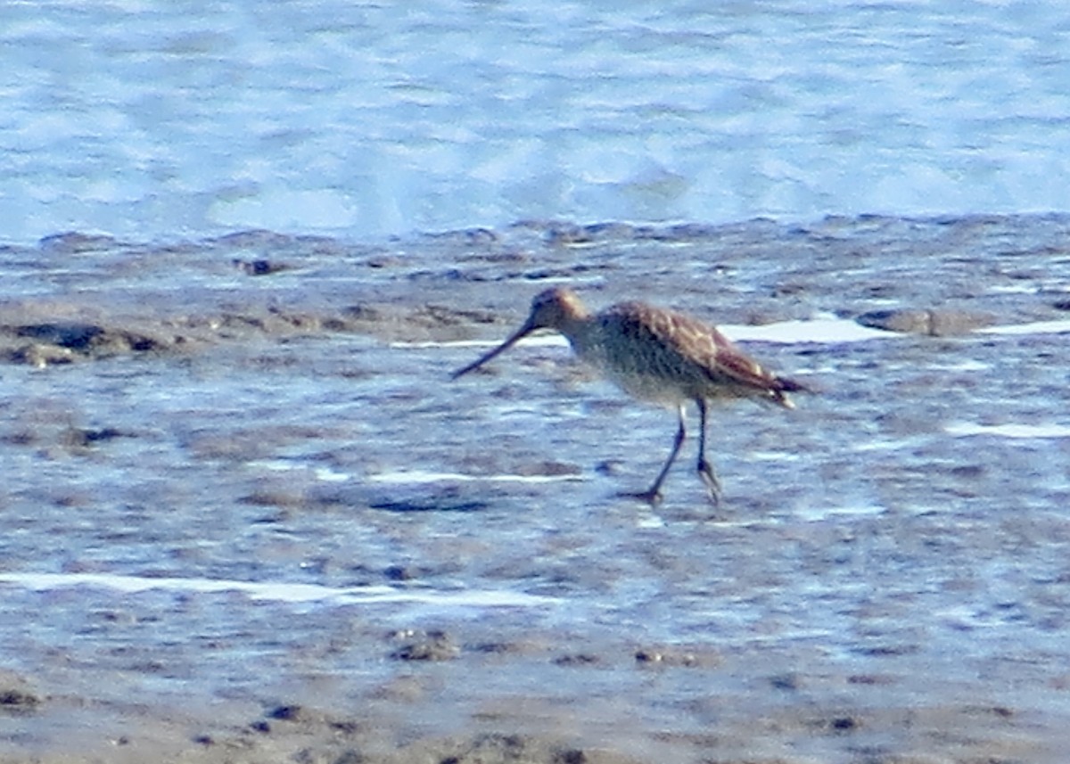 Хурган цууцал - ML644809397