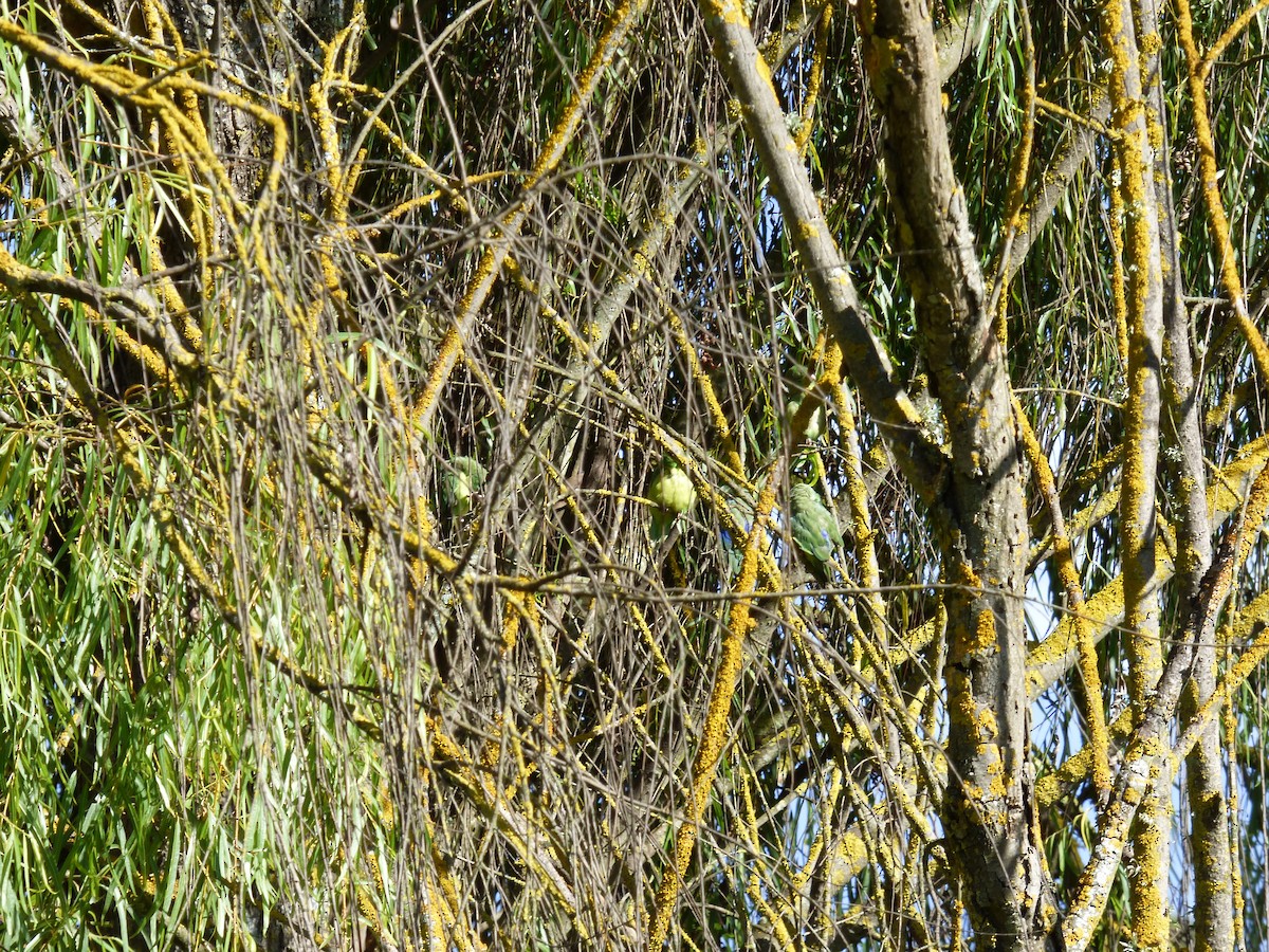Spectacled Parrotlet - ML644809399