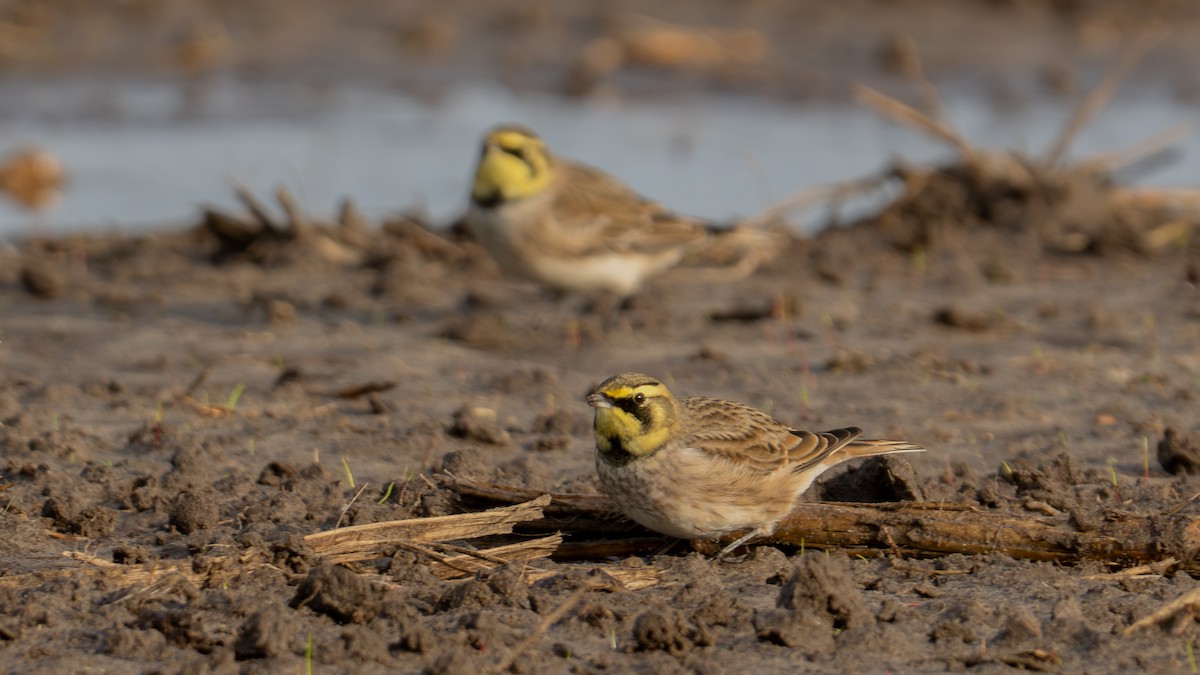 Horned Lark (Shore) - ML644809400