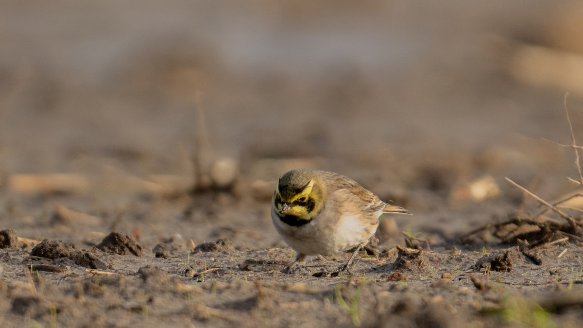 Horned Lark (Shore) - ML644809401