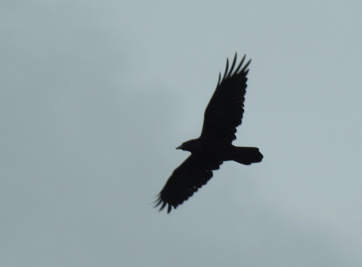 Common Raven - ML644809402