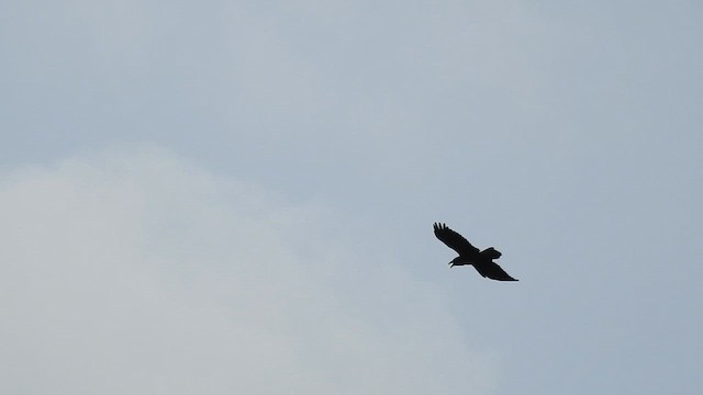 Common Raven - ML644809403