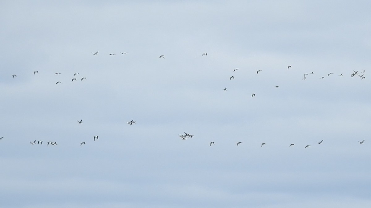Long-tailed Duck - ML644809404