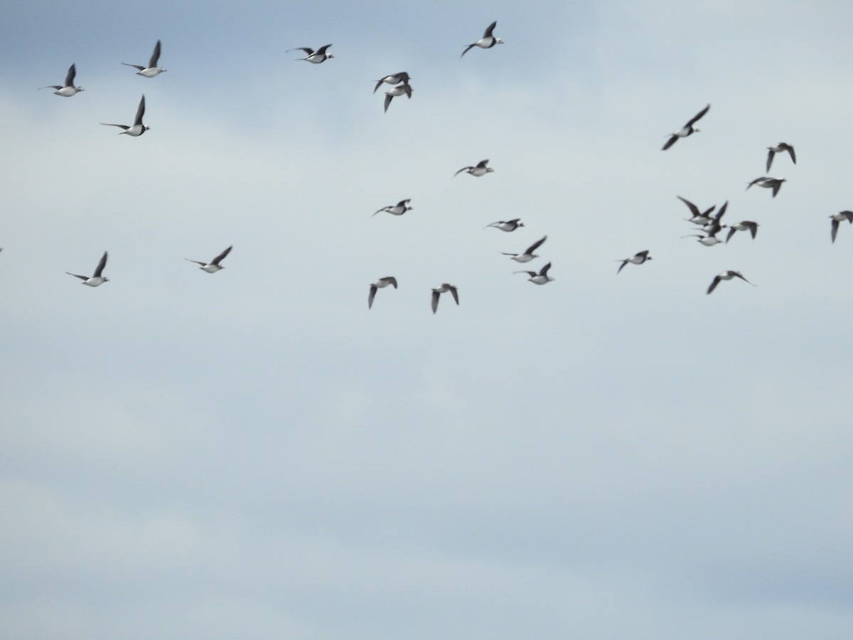 Long-tailed Duck - ML644809405
