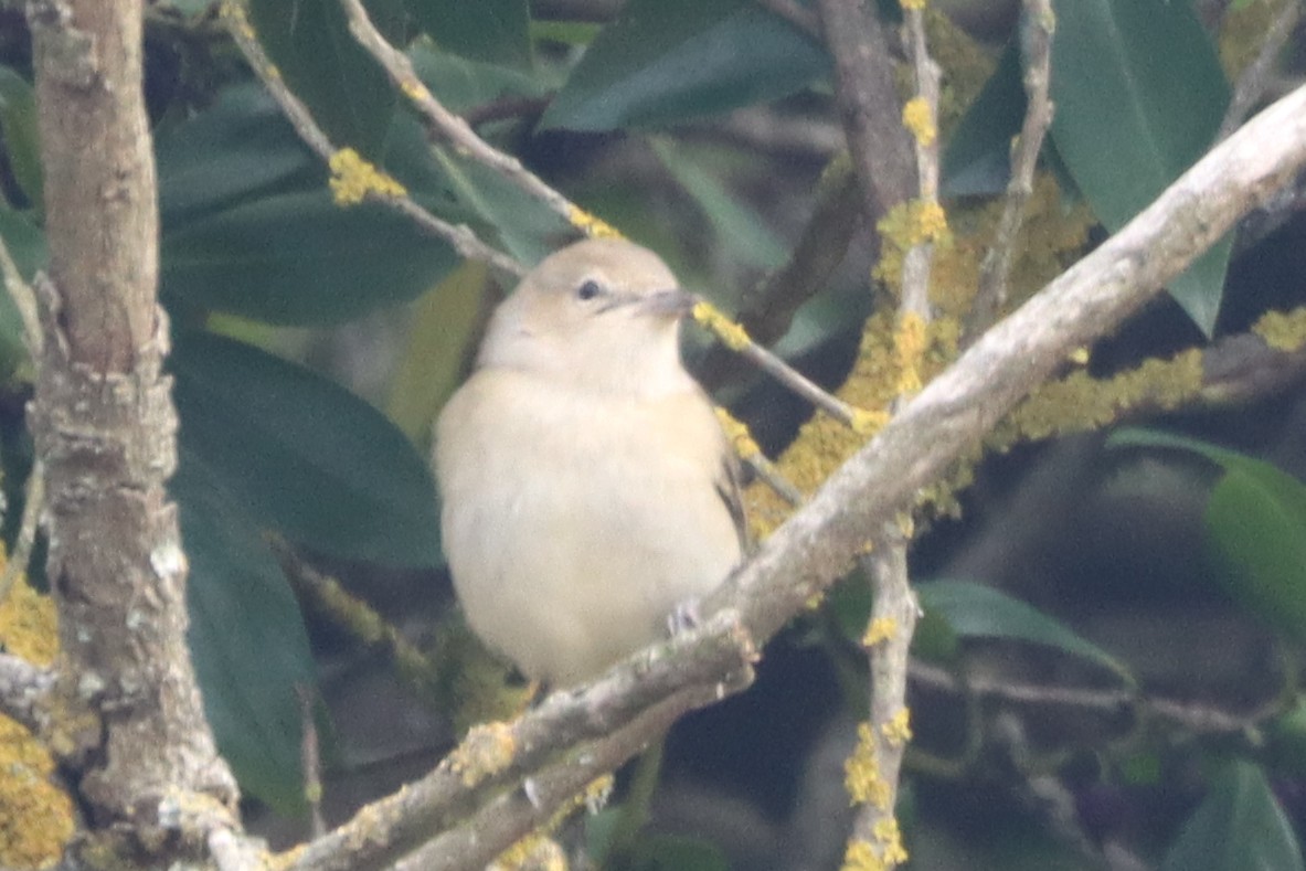 Бутны зэржгэнэ - ML644809408