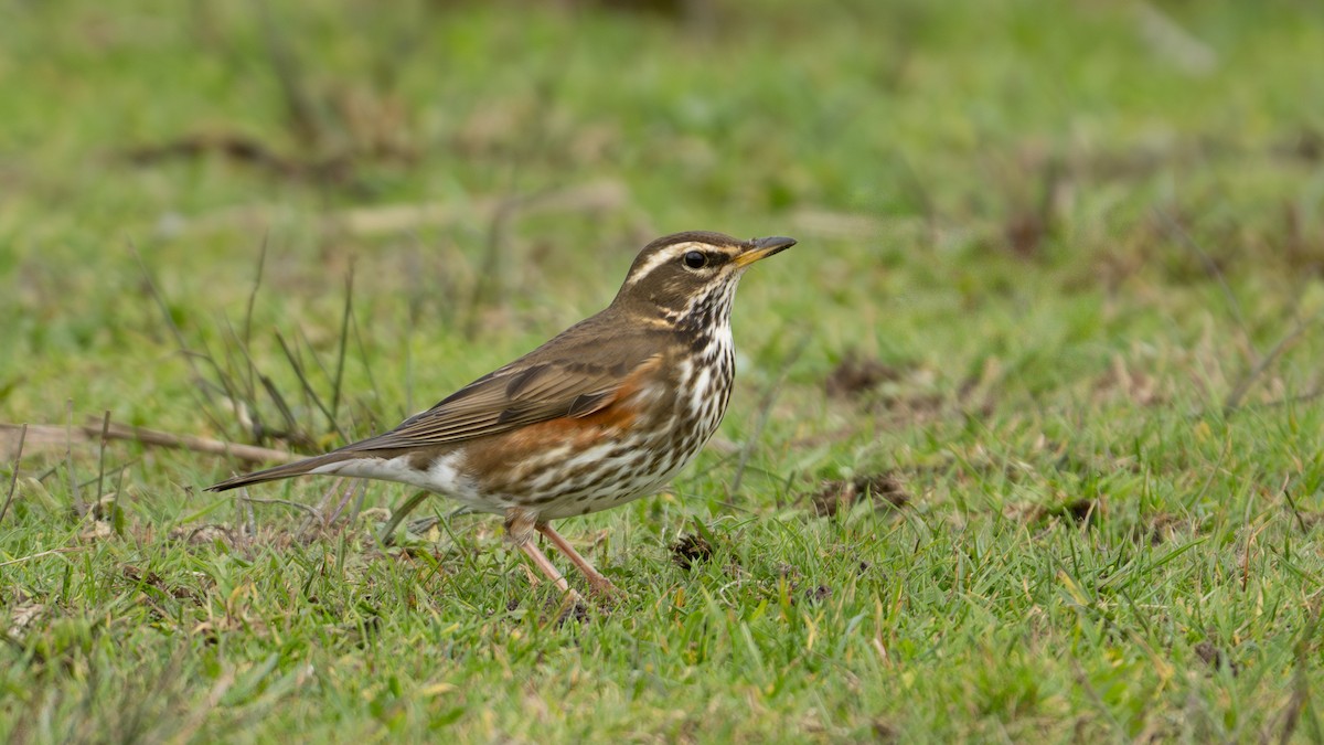 Redwing - ML644809409