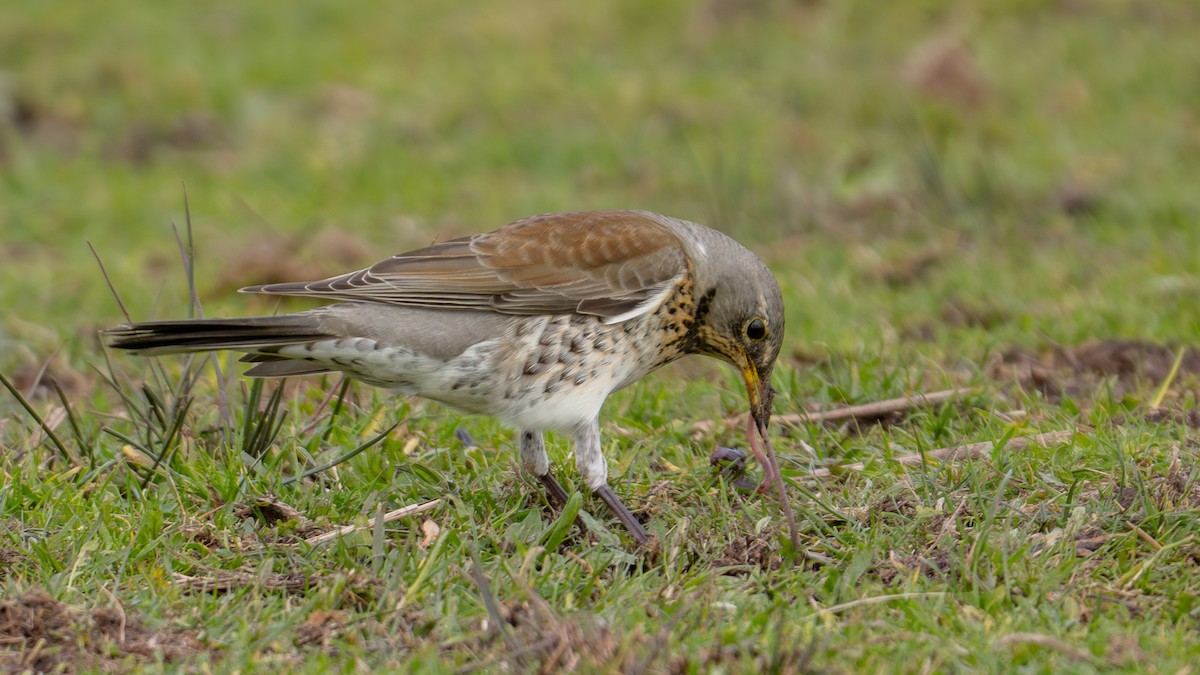 Fieldfare - ML644809414