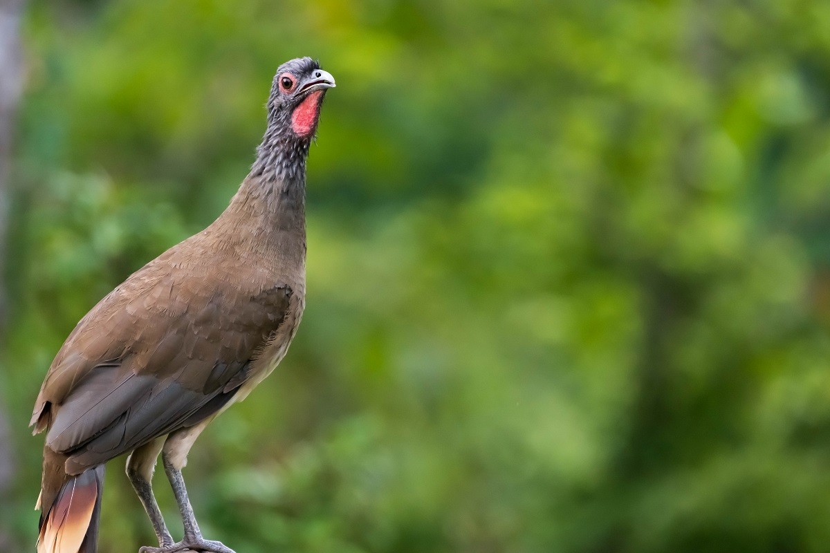 West Mexican Chachalaca - ML644809420