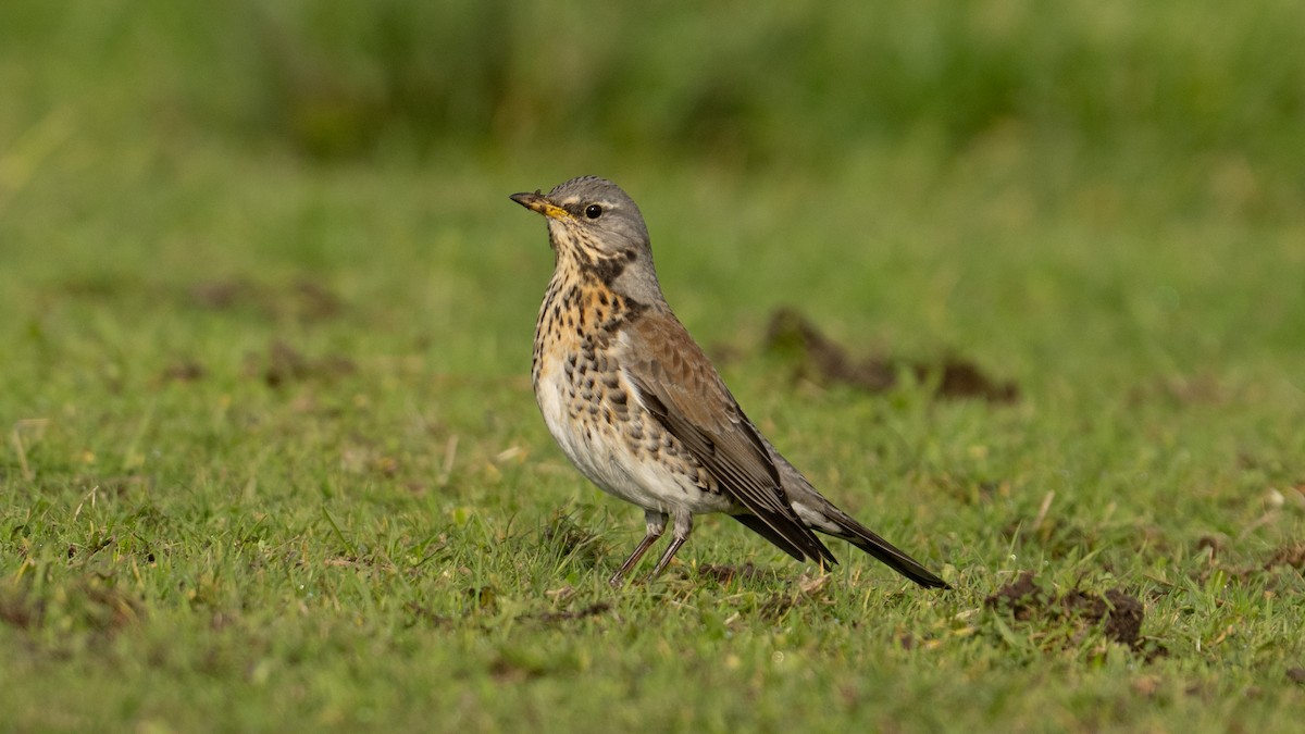 Fieldfare - ML644809421