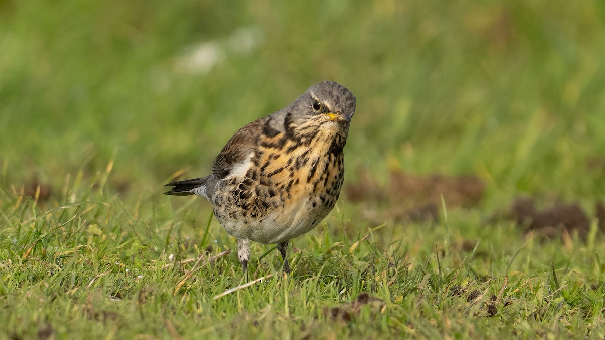 Fieldfare - ML644809422