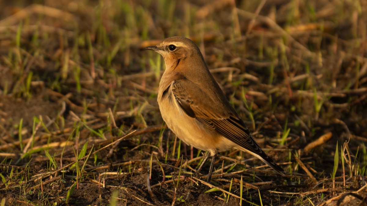 Northern Wheatear - ML644809423