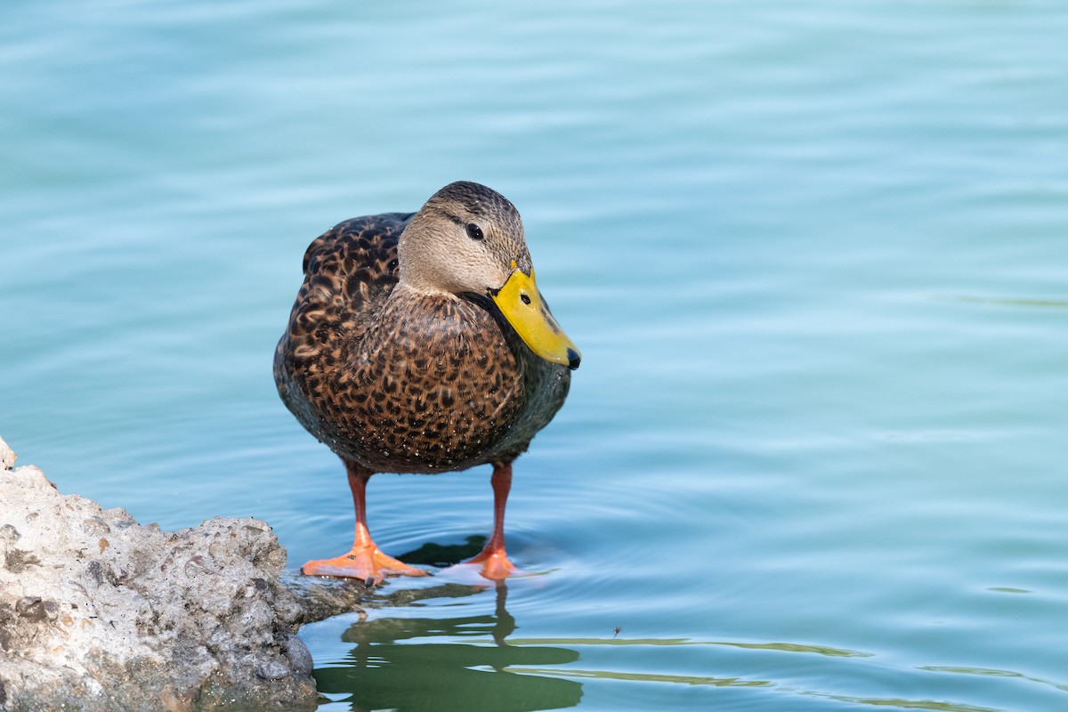 Mottled Duck - ML644809424