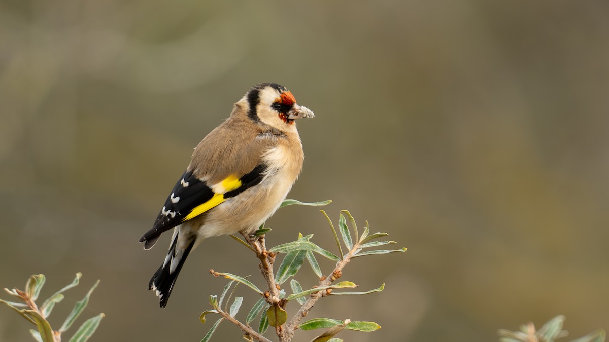 European Goldfinch - ML644809426