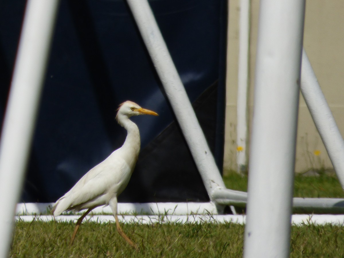 Western Cattle-Egret - ML644809429