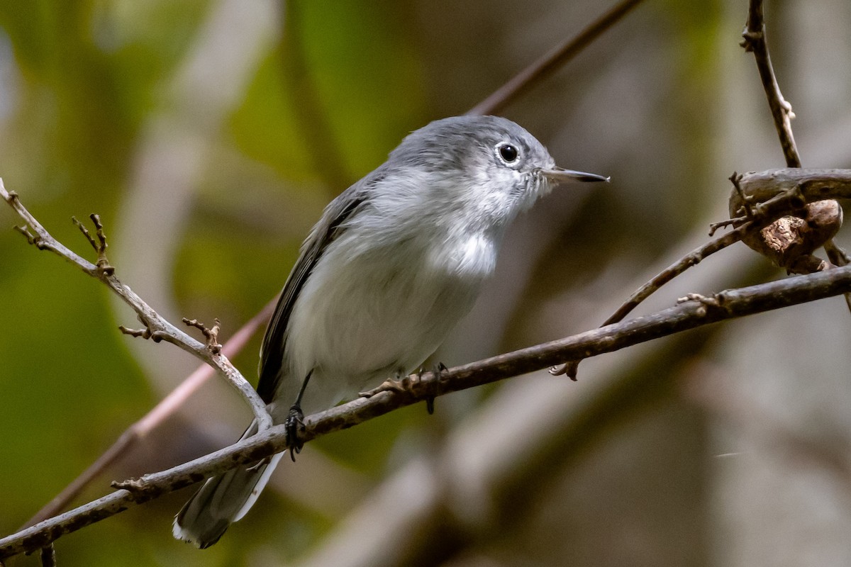 Blue-gray Gnatcatcher - ML644809438