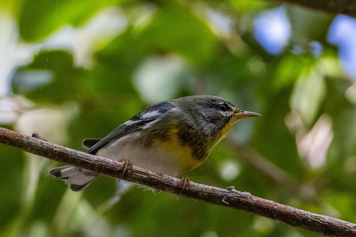 Northern Parula - ML644809442