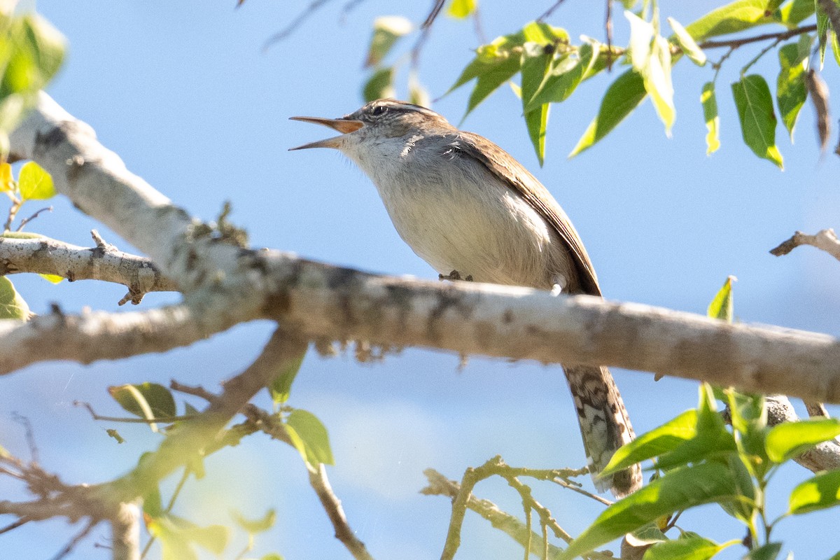 Bewick's Wren - ML644809447