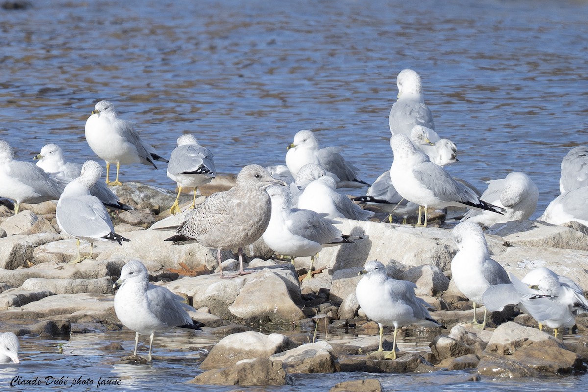 American Herring Gull - ML644809449