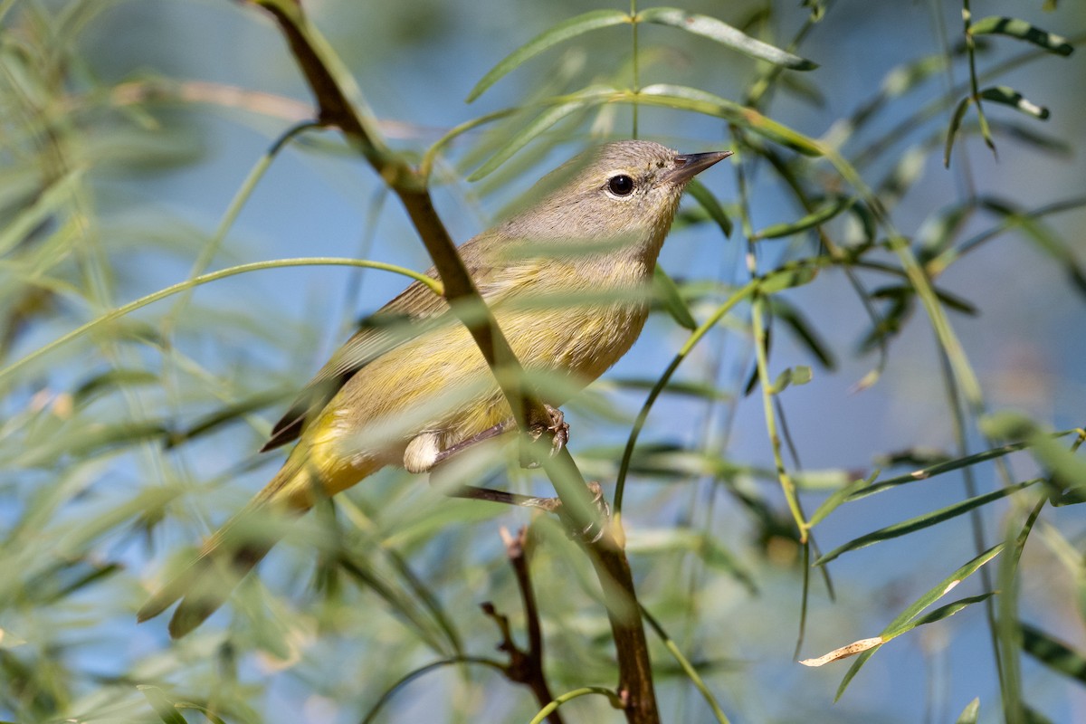 Orange-crowned Warbler - ML644809453