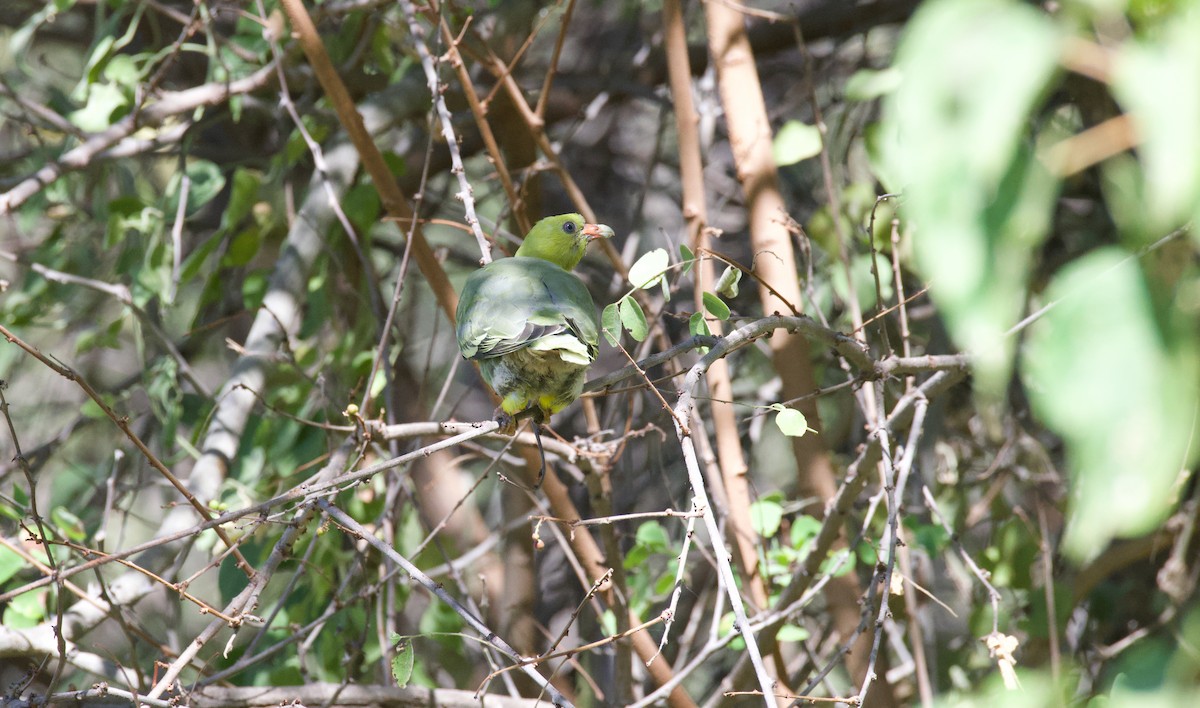 African Green-Pigeon (African) - ML644809461