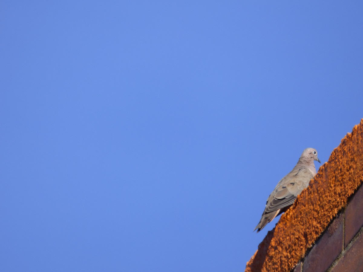 Eared Dove - ML644809464