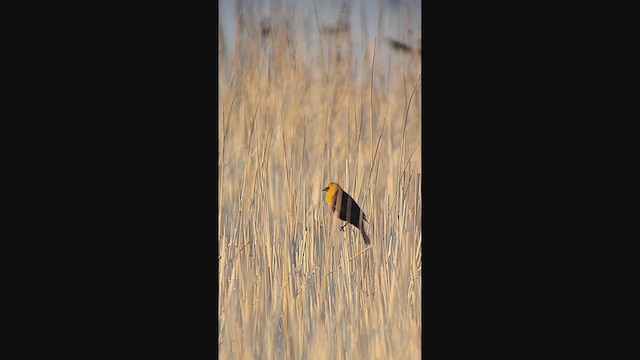 Yellow-headed Blackbird - ML644809487