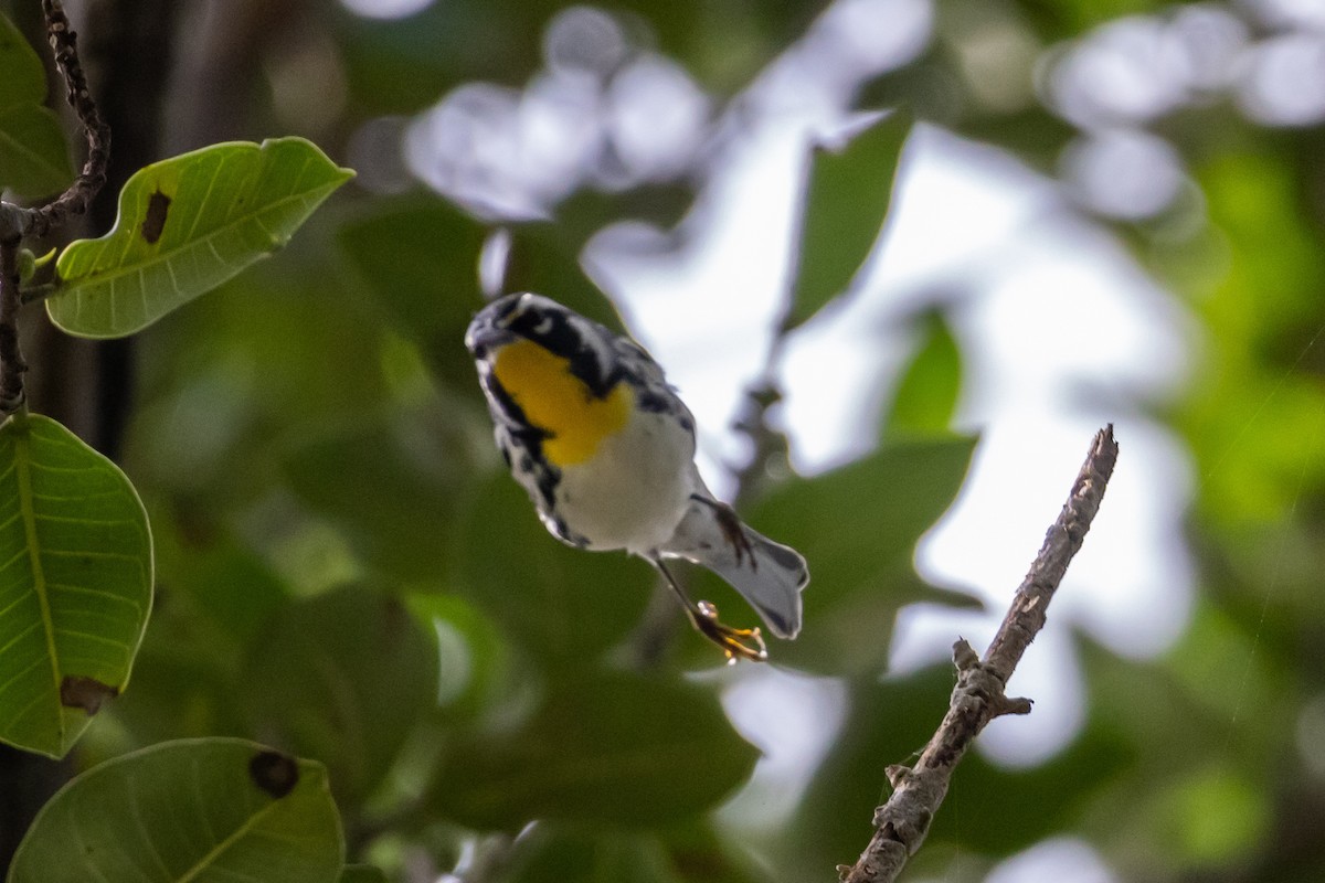 Goldkehl-Waldsänger - ML644809490