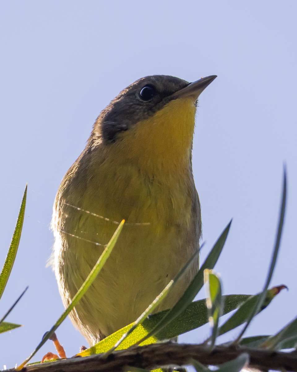 Common Yellowthroat - ML644809491