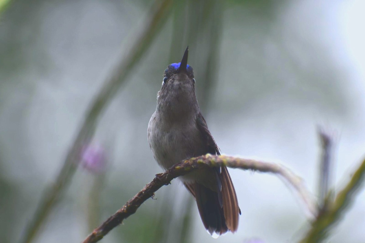 Mor Başlı Kolibri - ML644809495