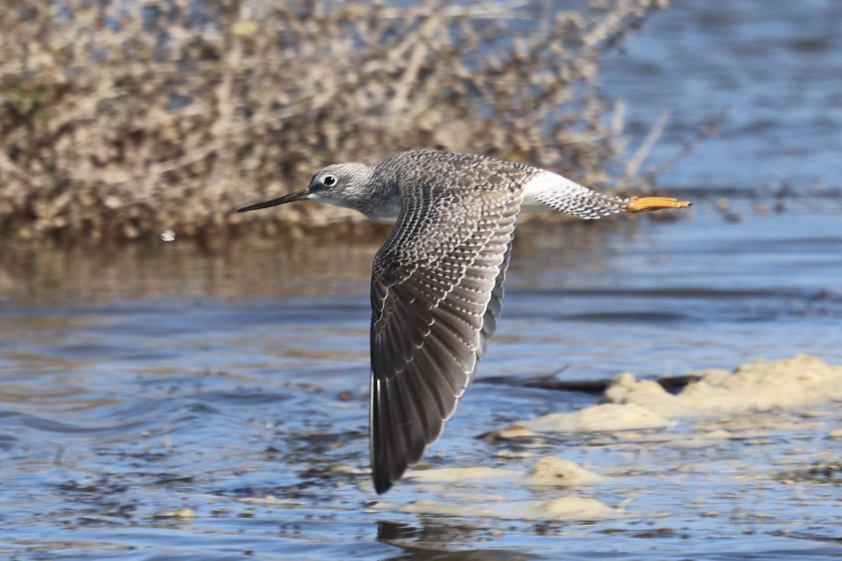 Büyük Sarıbacak - ML644809497