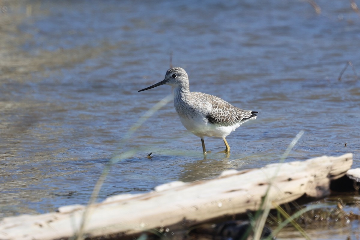 Büyük Sarıbacak - ML644809498